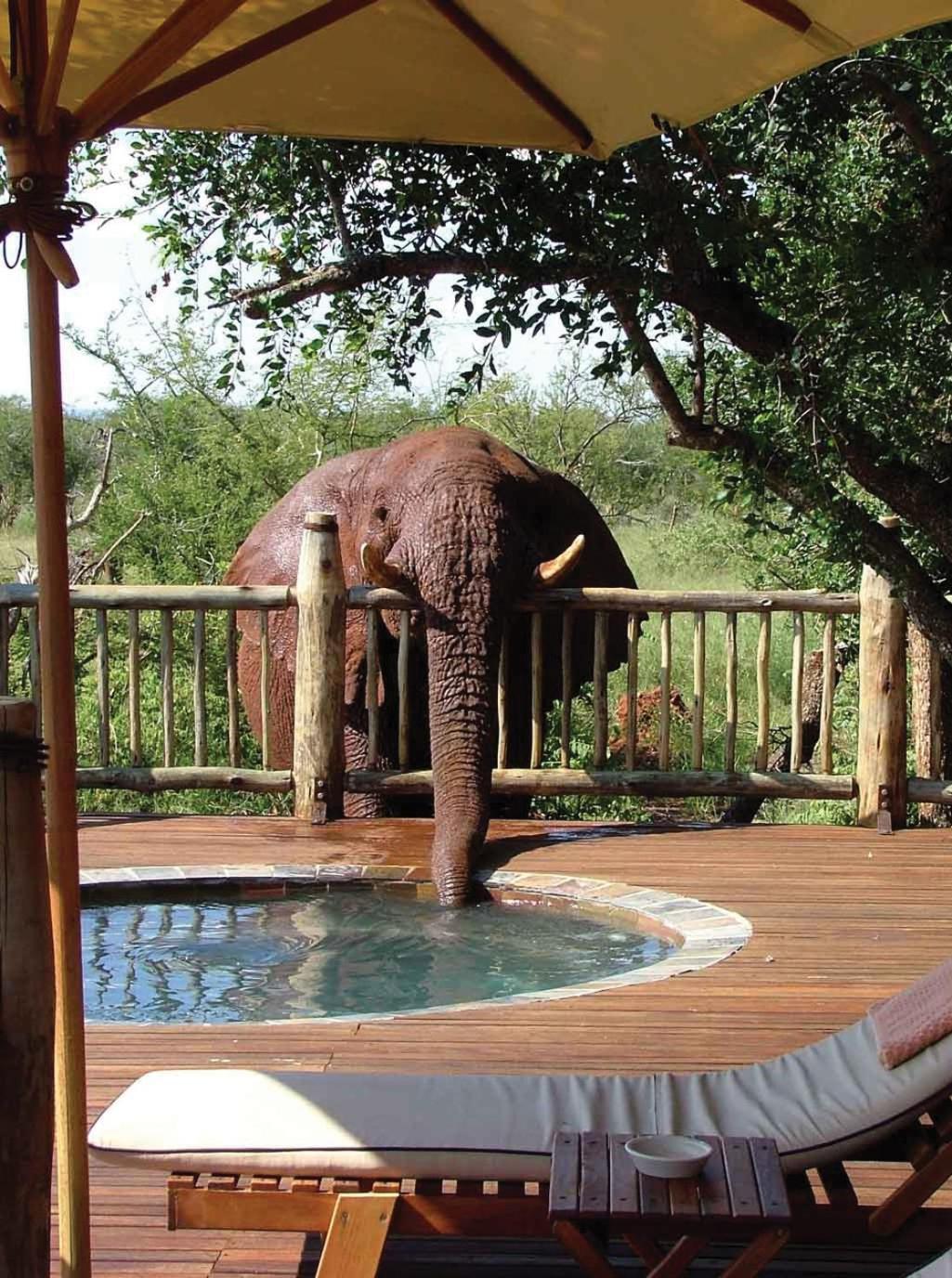 Etali Safari Lodge Madikwe Vadrezervátum Kültér fotó