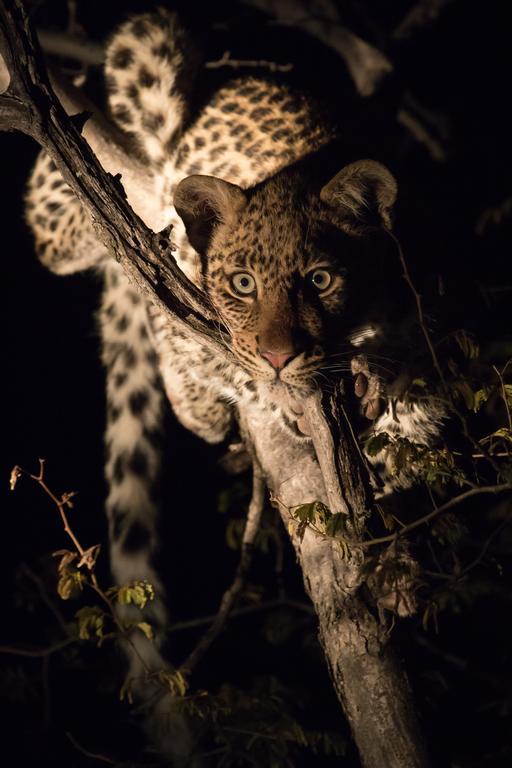 Etali Safari Lodge Madikwe Vadrezervátum Kültér fotó