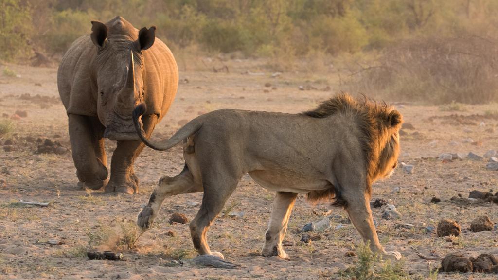 Etali Safari Lodge Madikwe Vadrezervátum Kültér fotó