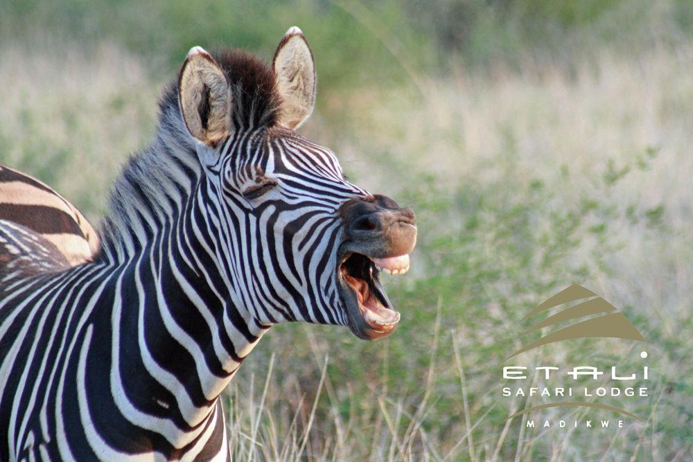 Etali Safari Lodge Madikwe Vadrezervátum Kültér fotó