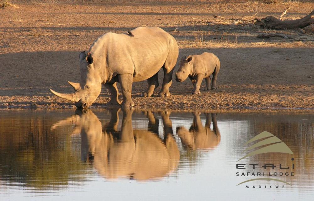 Etali Safari Lodge Madikwe Vadrezervátum Kültér fotó