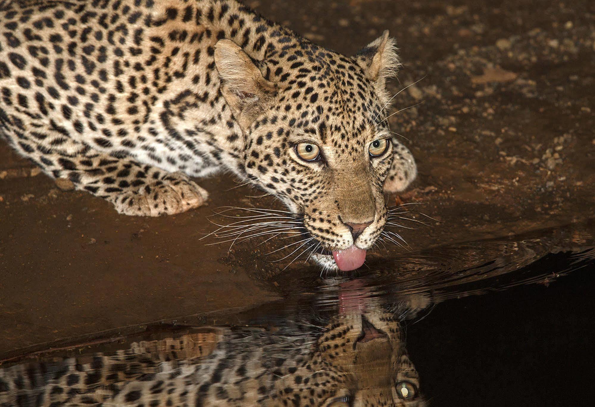 Etali Safari Lodge Madikwe Vadrezervátum Kültér fotó